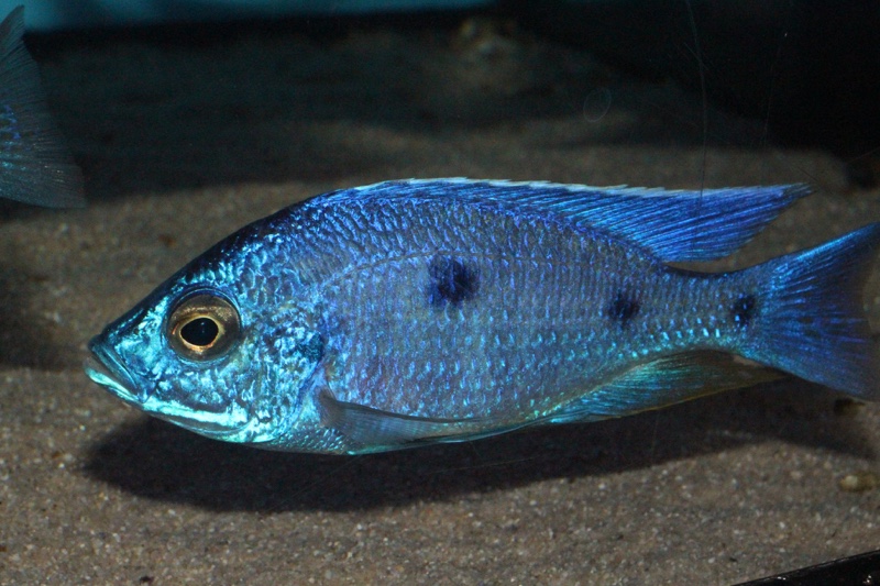 Copadichromis azureus 'Mbenji Island'